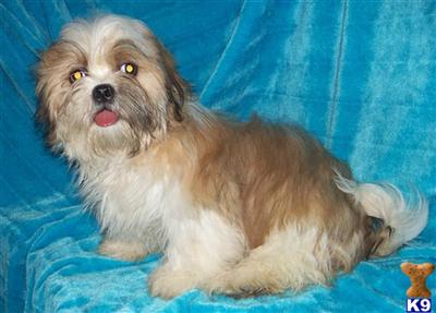 Shih Tzu Puppies for Sale