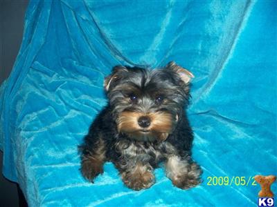 Yorkshire Terrier Puppies for Sale