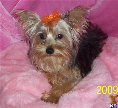 Yorkshire Terrier Puppies for Sale