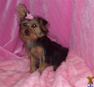 Yorkshire Terrier Puppies for Sale