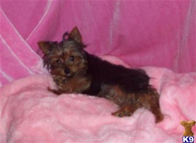 Yorkshire Terrier Puppies for Sale