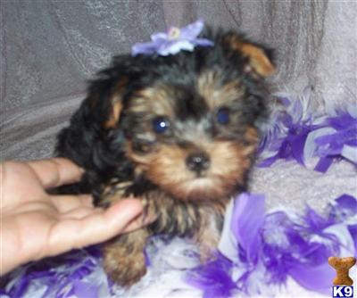 Yorkshire Terrier Puppies for Sale