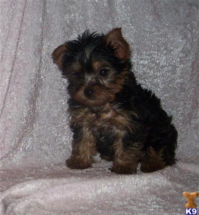 Yorkshire Terrier Puppies for Sale