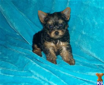 Yorkshire Terrier Puppies for Sale