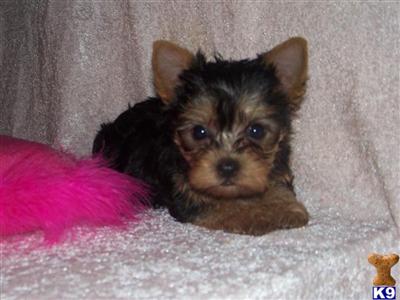 Yorkshire Terrier Puppies for Sale