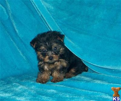 Yorkshire Terrier Puppies for Sale