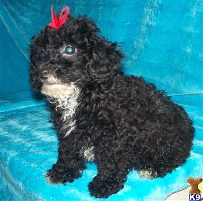 Poodle Puppies for Sale