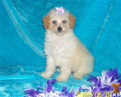 Poodle Puppies for Sale