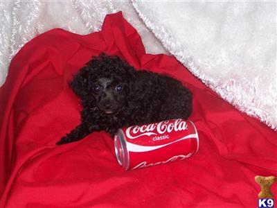 Poodle Puppies for Sale