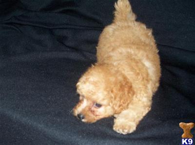 Poodle Puppies for Sale