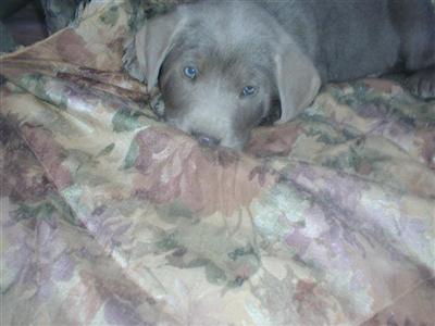 Labrador Retriever Puppies for Sale
