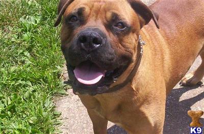 Dogs - Bullmastiff