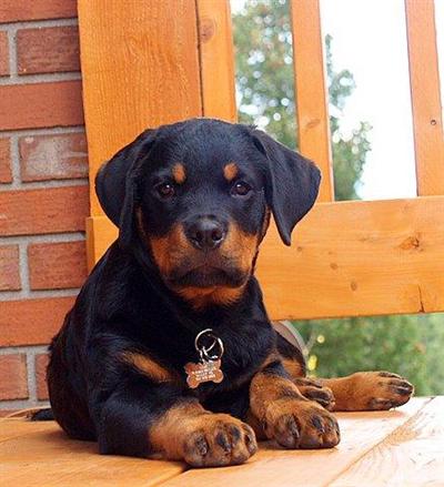Rottweiler Puppies for Sale