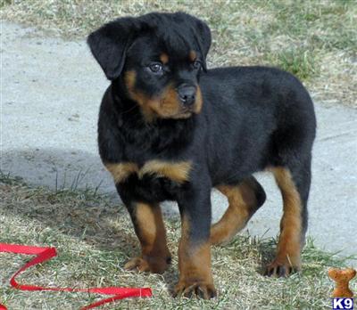 Dogs for Sale