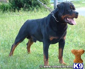 Dogs for Sale