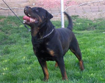 Dogs for Sale