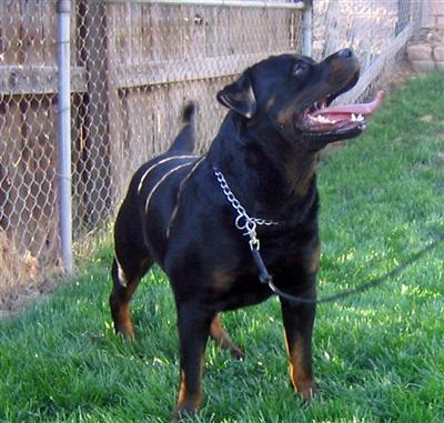 Stud Dogs - Rottweiler