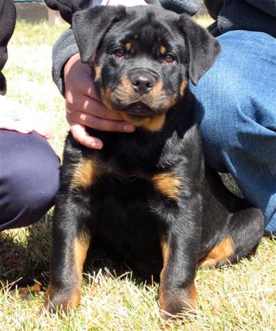 Dogs - Rottweiler