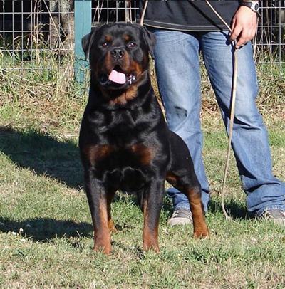 Stud Dogs - Rottweiler