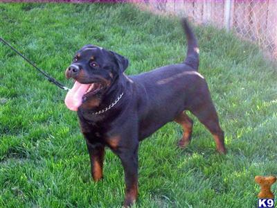 Dogs for Sale in CO