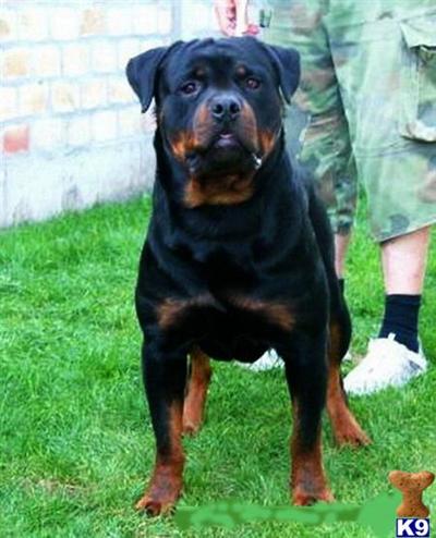 Dogs for Sale in CO