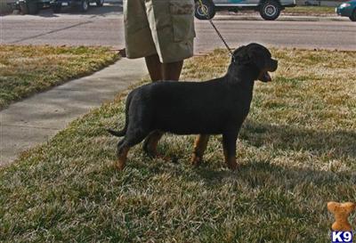 Rottweiler Puppies for Sale