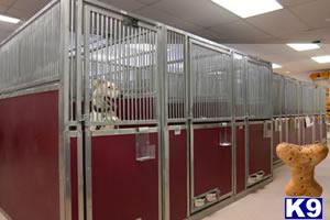 Used Dog Supplies for Sale