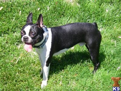 Stud Dogs - Boston Terrier
