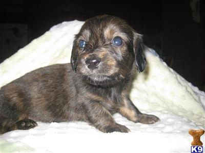 Puppies in IA