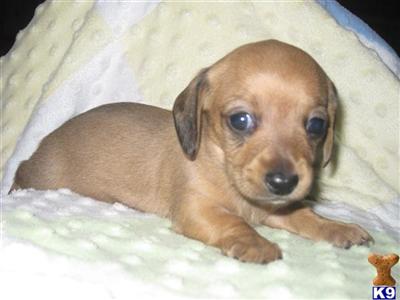 Puppies in IA