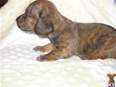 Puppies in IA