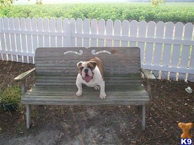Dogs for Sale in GA