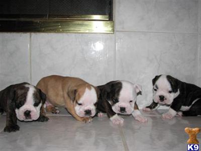 Puppies in KS
