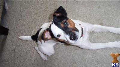 Stud Dogs - Jack Russell Terrier