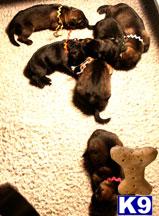 Dogs for Sale in NY