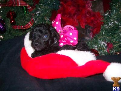 Puppies in EDGEWOOD