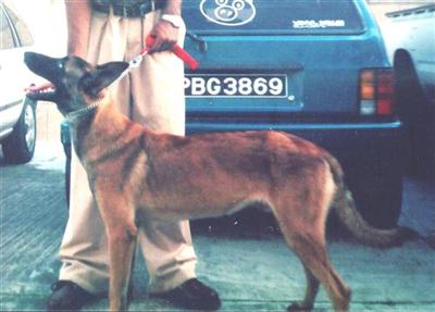 Belgian Malinois Puppies for Sale