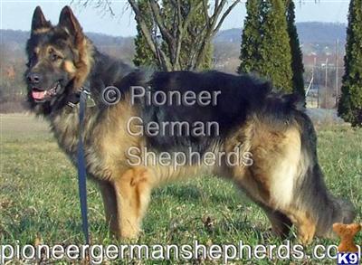 Dogs for Sale in PA