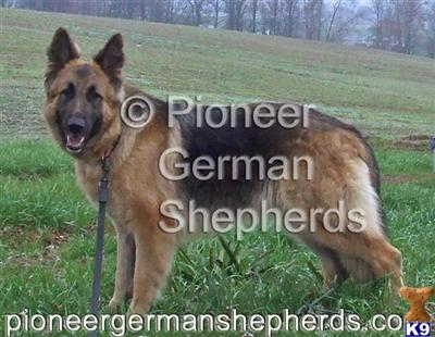 Dogs for Sale in PA