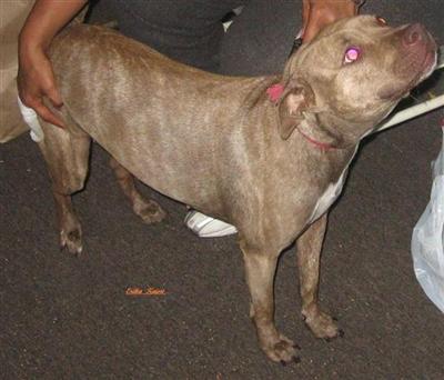 Female Dogs