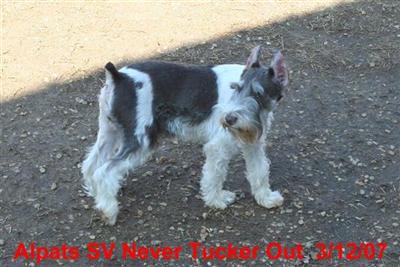 Dogs for Sale in KY