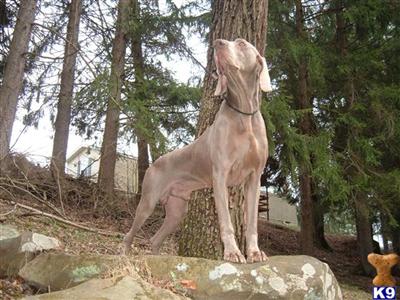 Stud Dogs - Weimaraner