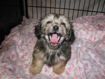 Mi-Ki Puppies for Sale