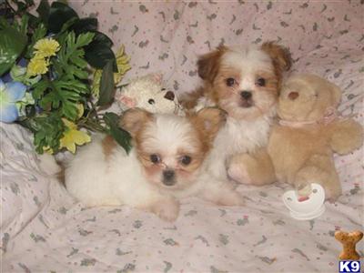 Mi-Ki Puppies for Sale