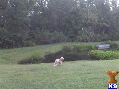 Dogs for Sale in FL