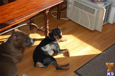 Stud Dogs in MA