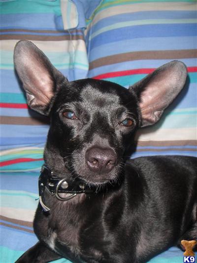 Stud Dogs - Chihuahua