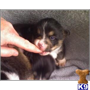 Pembroke Welsh Corgi Puppies for Sale