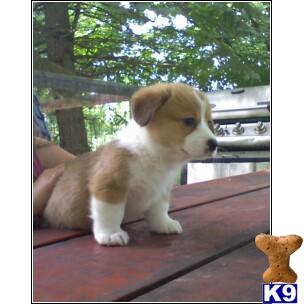 Puppies in MI