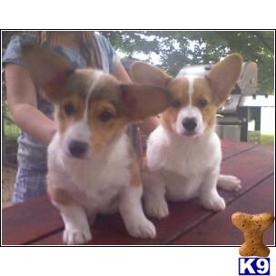 Stud Dogs - Pembroke Welsh Corgi